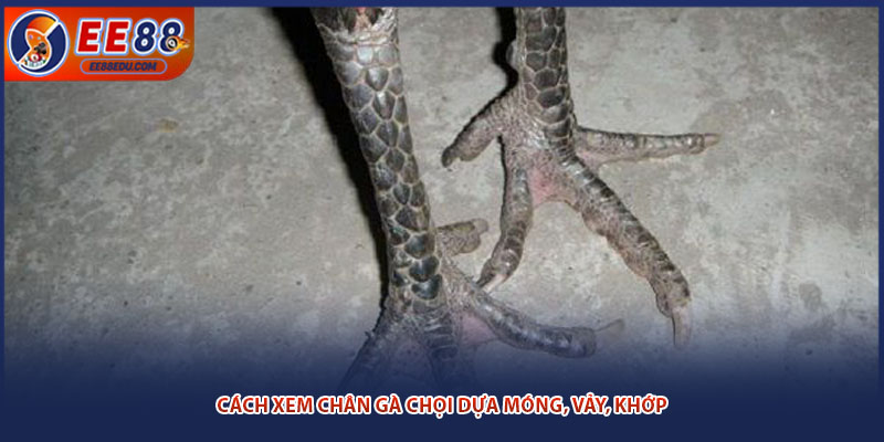 Cách xem chân gà chọi dựa móng, vảy, khớp