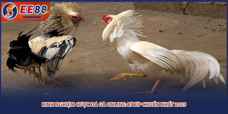 Kinh Nghiệm Cược Đá Gà Online: Bí Kíp Chuẩn Nhất 2025