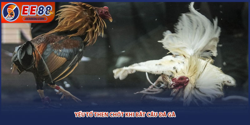 Yếu tố then chốt khi bắt cầu đá gà